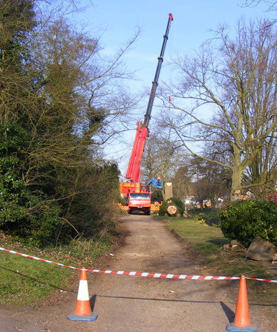dismantling a tree with a crane Maypole